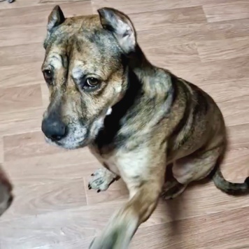 Собаки в добрые руки - Алана - 1