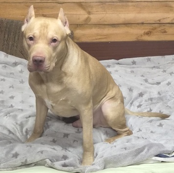 Собаки в добрые руки - Бумер