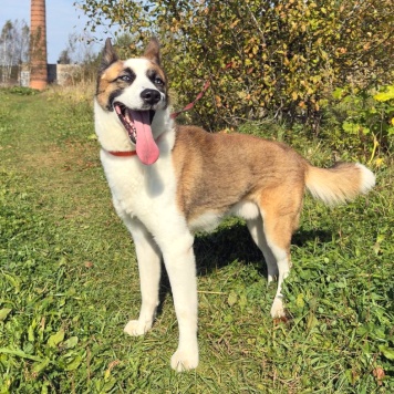 Собаки в добрые руки - Деймон