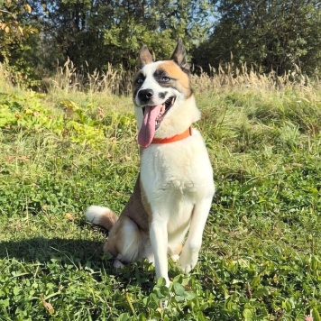 Собаки в добрые руки - Деймон - 1