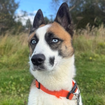 Собаки в добрые руки - Деймон - 2