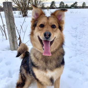 Собаки в добрые руки - Диггер