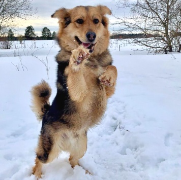 Собаки в добрые руки - Диггер - 1