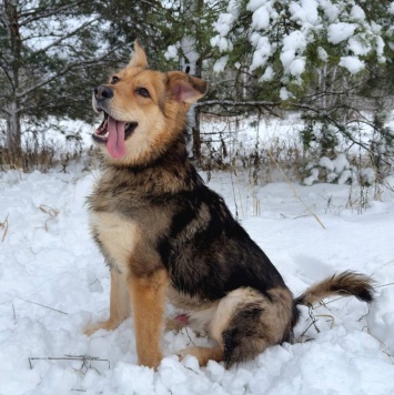 Собаки в добрые руки - Диггер - 2