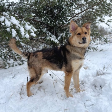 Собаки в добрые руки - Диггер - 4