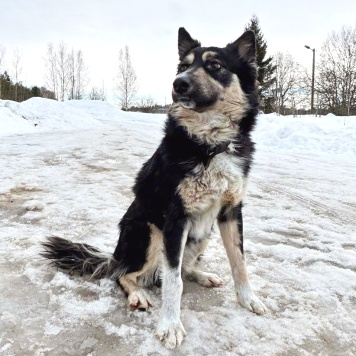 Собаки в добрые руки - Привет