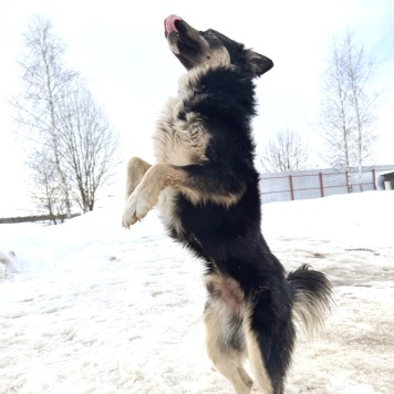 Собаки в добрые руки - Привет - 1