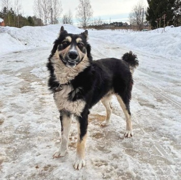 Собаки в добрые руки - Привет - 2
