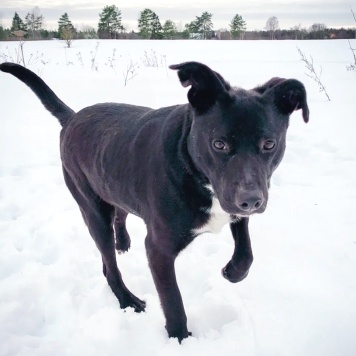 Собаки в добрые руки - Тесси - 1