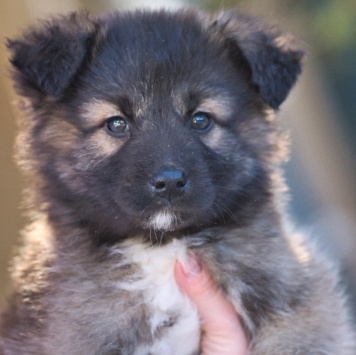 Собаки в добрые руки - Оттоне