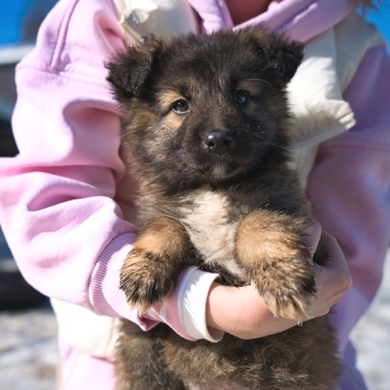Собаки в добрые руки - Оттоне - 1