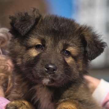 Собаки в добрые руки - Оттоне - 2