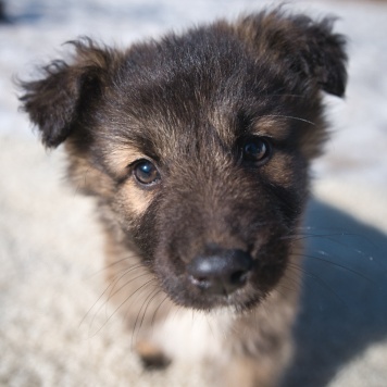 Собаки в добрые руки - Оттоне - 4