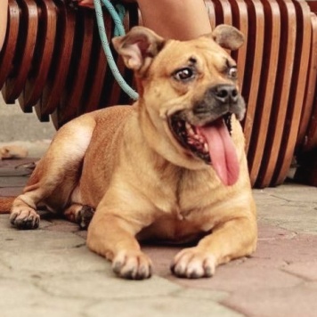 Собаки в добрые руки - Джуди