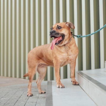 Собаки в добрые руки - Джуди - 1