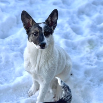 Собаки в добрые руки - Белка
