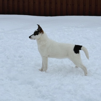 Собаки в добрые руки - Белка - 1