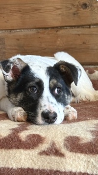 Собаки в добрые руки - Алиса