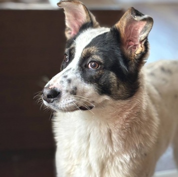 Собаки в добрые руки - Алиса - 1