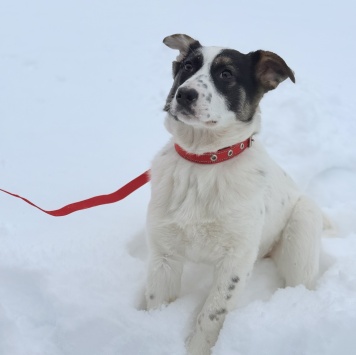 Собаки в добрые руки - Алиса - 2