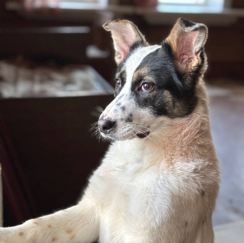 Собаки в добрые руки - Алиса - 3