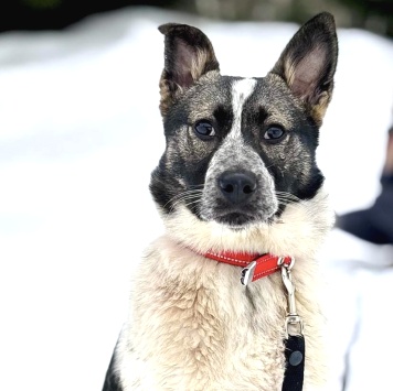 Собаки в добрые руки - Бэлла