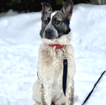 Собаки в добрые руки - Бэлла - 1