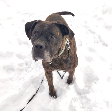 Собаки в добрые руки - Черри