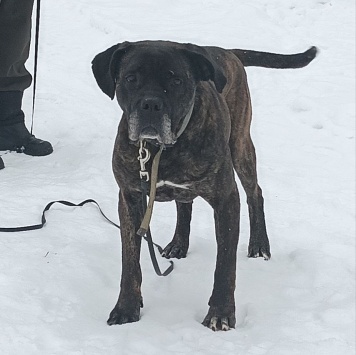 Собаки в добрые руки - Черри - 1