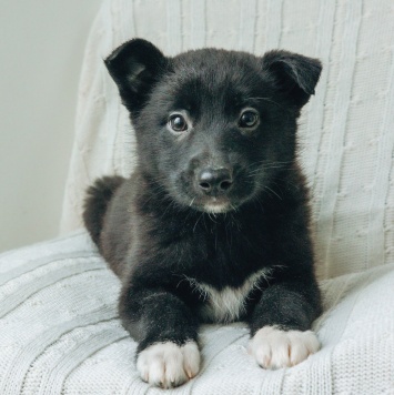 Маяк - Собаки в добрые руки