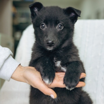 Собаки в добрые руки - Маяк - 1