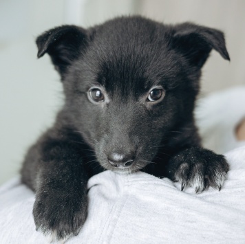 Собаки в добрые руки - Маяк - 3