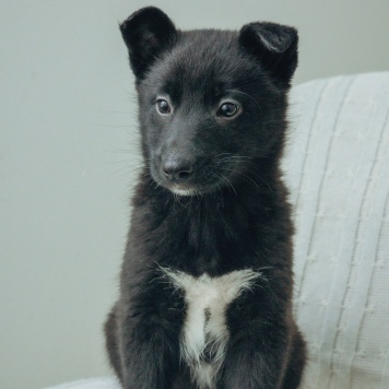 Собаки в добрые руки - Маяк - 4