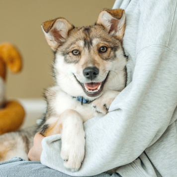 Собаки в добрые руки - Гречка