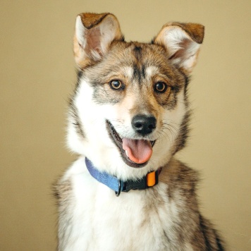 Собаки в добрые руки - Гречка - 1