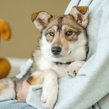 Собаки в добрые руки - Гречка - 2
