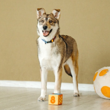 Собаки в добрые руки - Гречка - 3