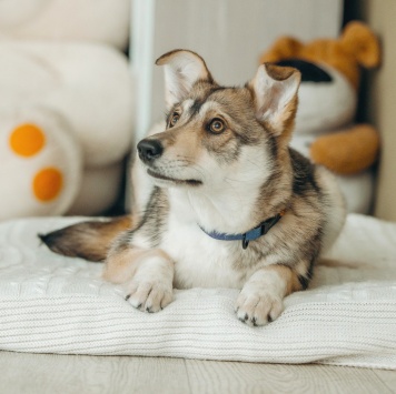 Собаки в добрые руки - Гречка - 4