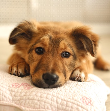 Собаки в добрые руки - Оливка