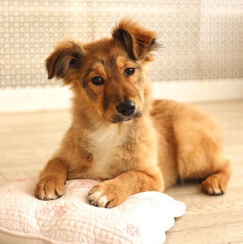 Собаки в добрые руки - Оливка - 1