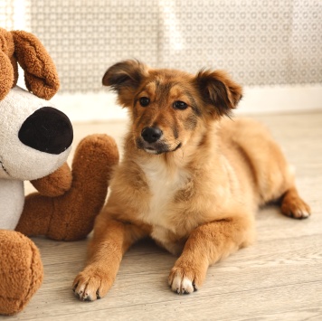 Собаки в добрые руки - Оливка - 2