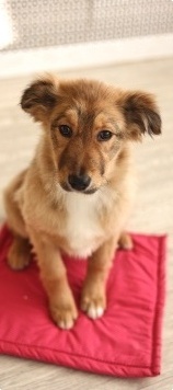 Собаки в добрые руки - Оливка - 4