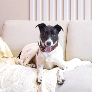 Собаки в добрые руки - Джес