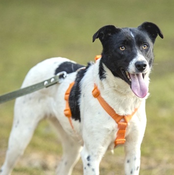 Собаки в добрые руки - Джес - 2