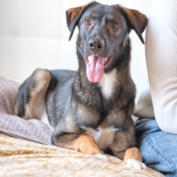 Собаки в добрые руки - Джони