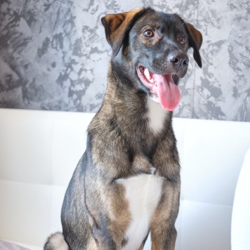 Собаки в добрые руки - Джони - 1