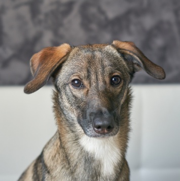 Собаки в добрые руки - Софи