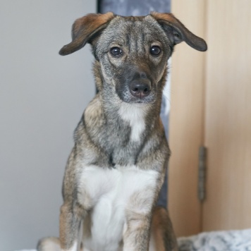 Собаки в добрые руки - Софи - 1