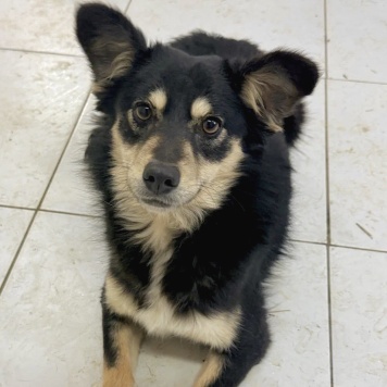 Собаки в добрые руки - Верочка