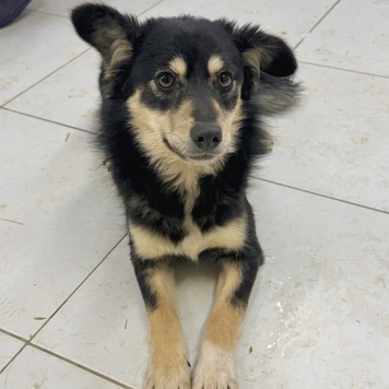 Собаки в добрые руки - Верочка - 1